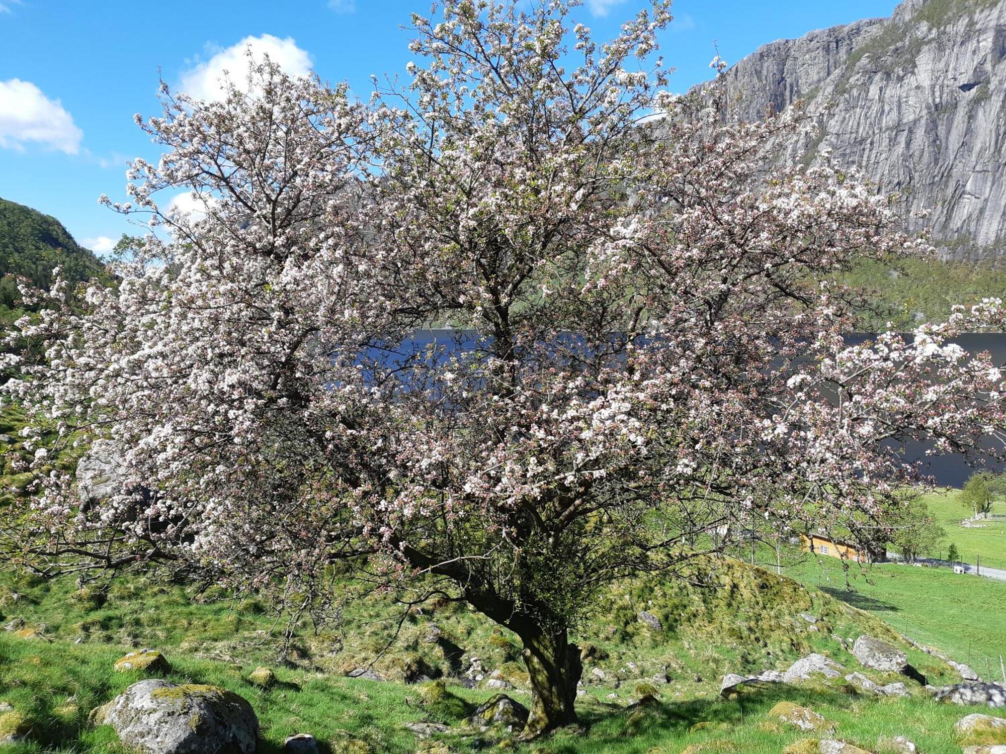 Hytte Ved Preikestolen Forsand Dış mekan fotoğraf